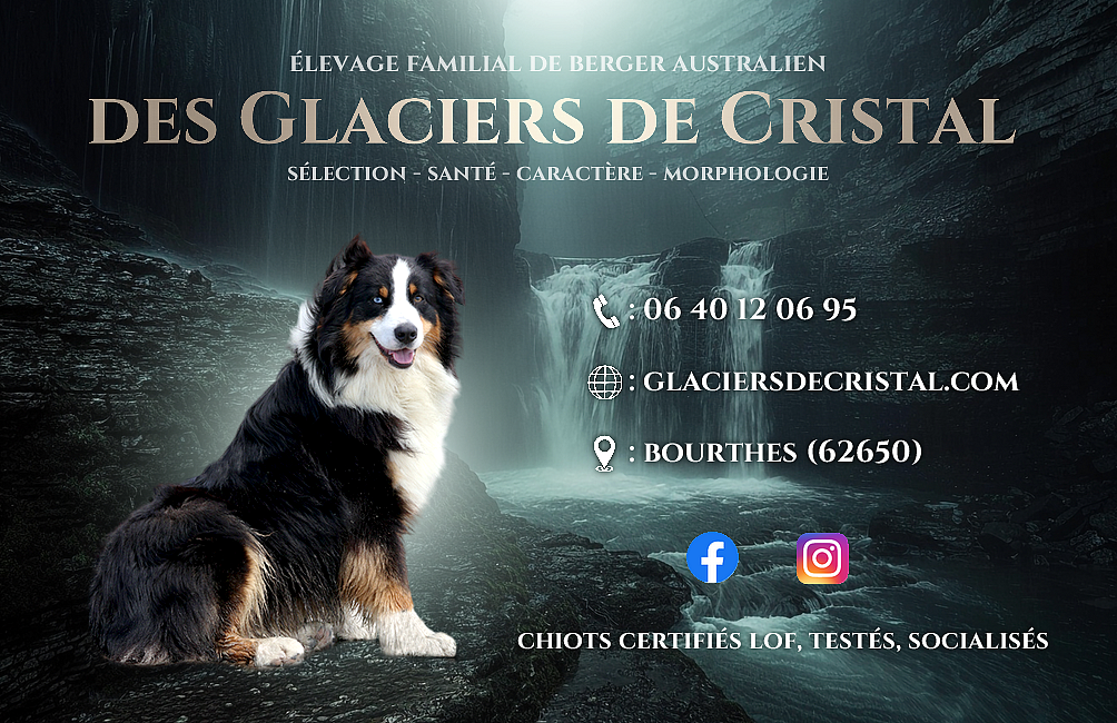 carte de visite coordonnées élevage de berger australien lof avec chien et visuel